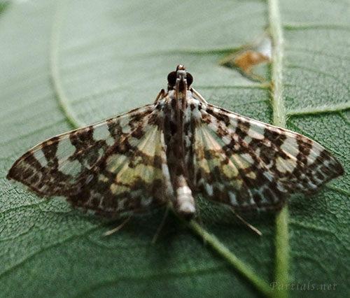 シロマダラノメイガ