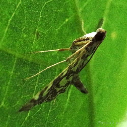 シロマダラノメイガ