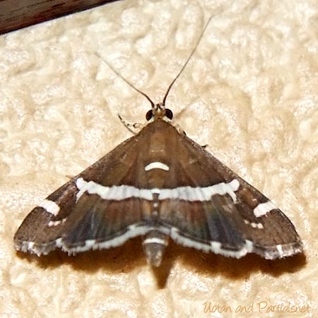 シロオビノメイガ