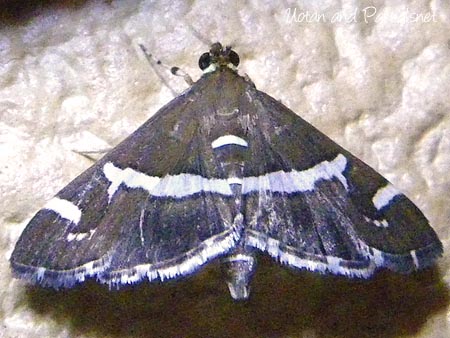 シロオビノメイガ