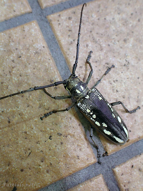 シロスジカミキリ