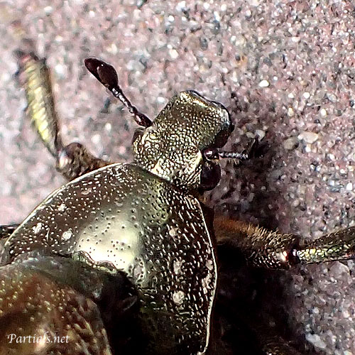 シロテンハナムグリ