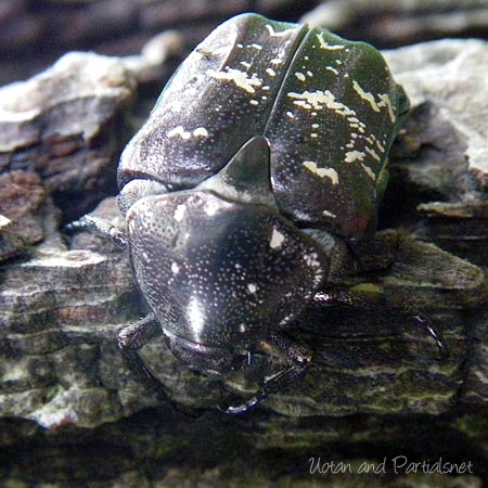 シラホシハナムグリ