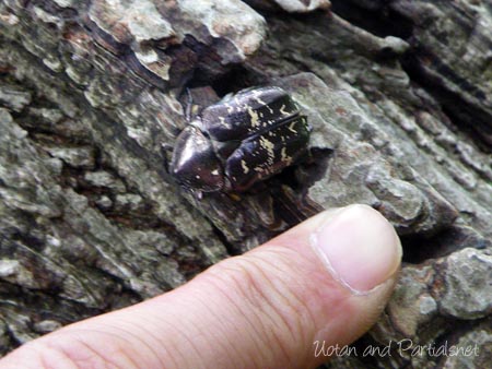 シラホシハナムグリ