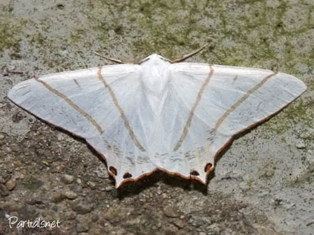 シロツバメエダシャク