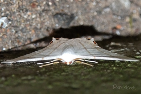 シロツバメエダシャク