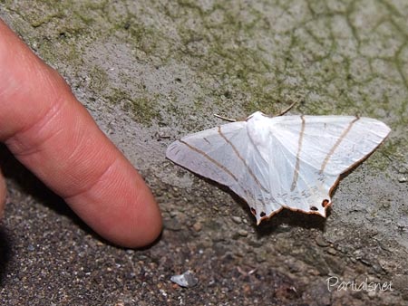 シロツバメエダシャク