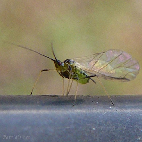 ソラマメヒゲナガアブラムシ