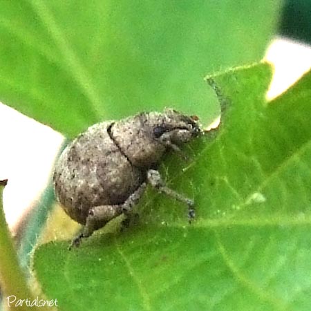 スグリゾウムシ