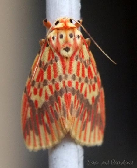 スジベニコケガ