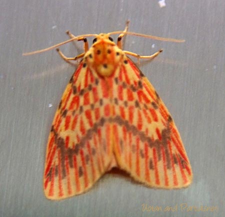 スジベニコケガ