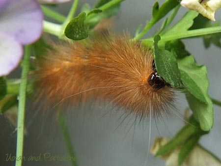 スジモンヒトリの幼虫
