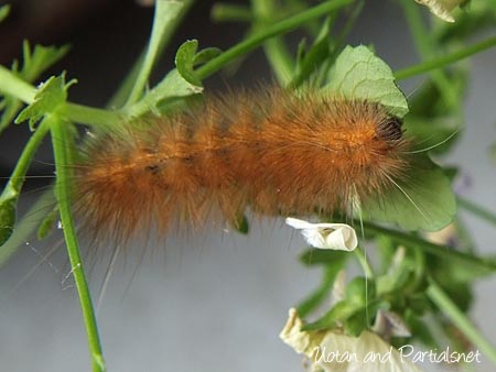 スジモンヒトリの幼虫