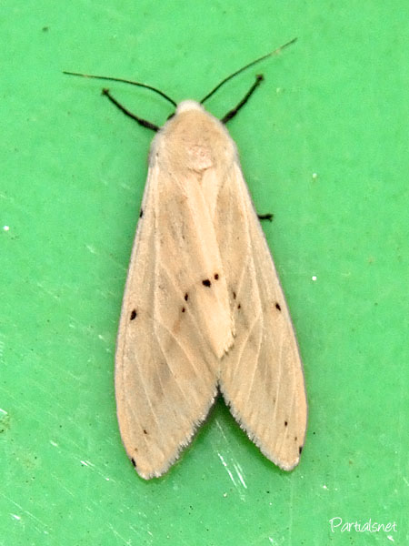 スジモンヒトリ