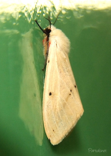 スジモンヒトリ