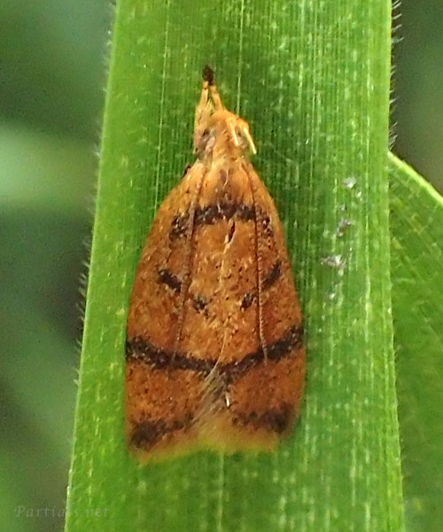 スジモンマルハキバガ