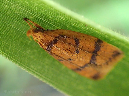 スジモンマルハキバガ