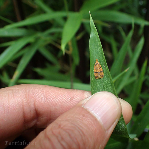 スジモンマルハキバガ