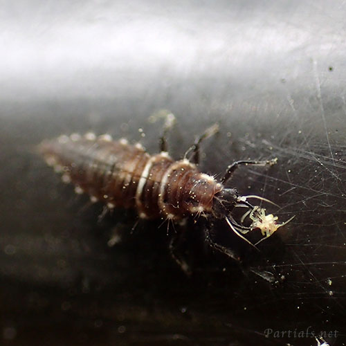 スズキクサカゲロウ幼虫