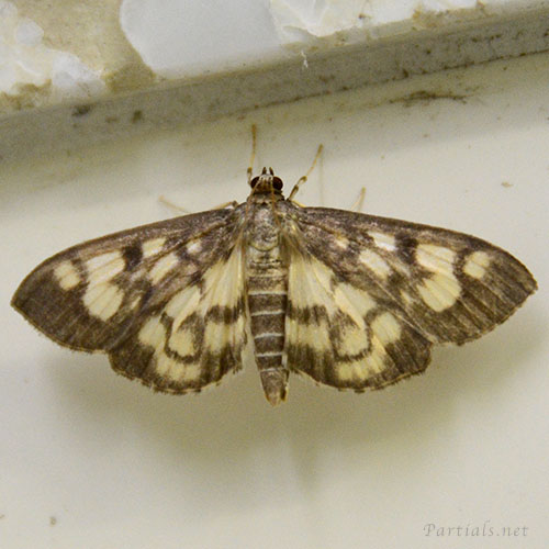 タイワンモンキノメイガ