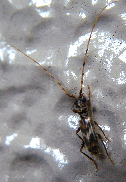 タイワンメダカカミキリ