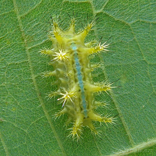 タイワンイラガ