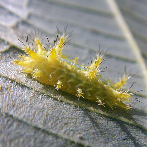 タイワンイラガ幼虫