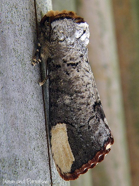 タカサゴツマキシャチホコ