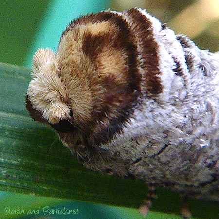 タカサゴツマキシャチホコ