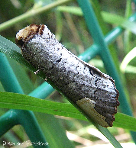 タカサゴツマキシャチホコ