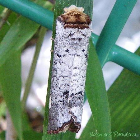 タカサゴツマキシャチホコ