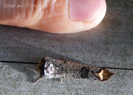 タカサゴツマキシャチホコ