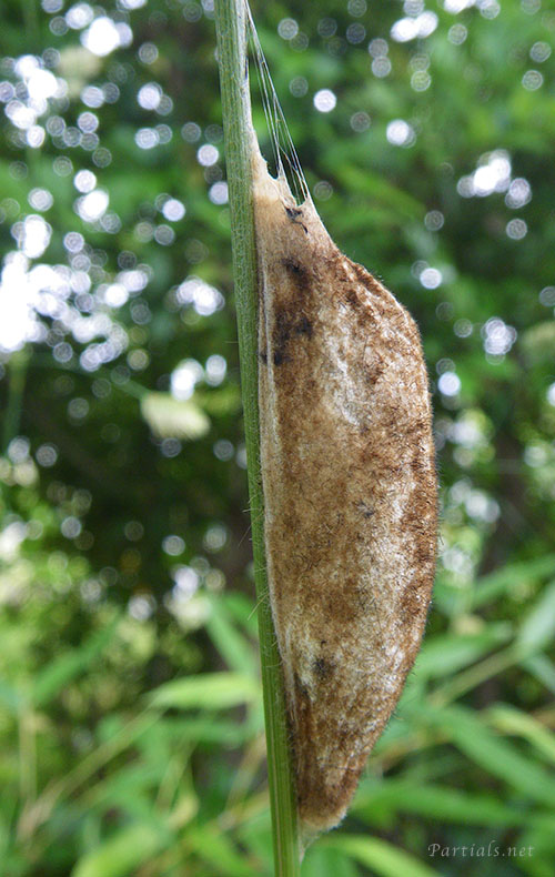タケカレハの繭