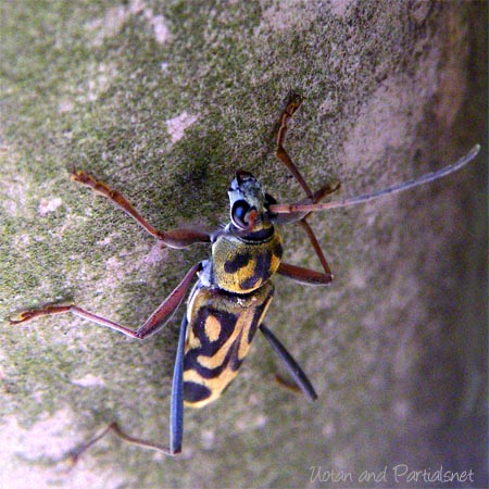 タケトラカミキリ