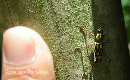 タケトラカミキリ