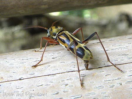 タケトラカミキリ産卵
