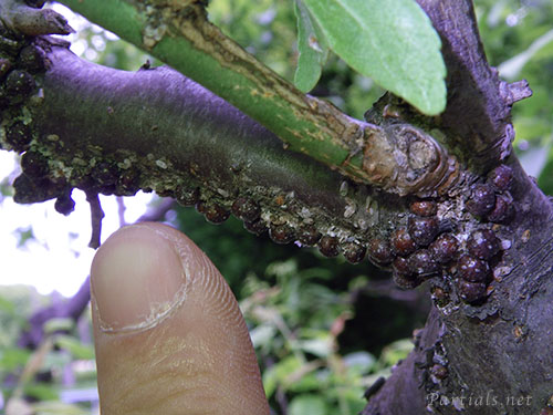 タマカタカイガラムシ