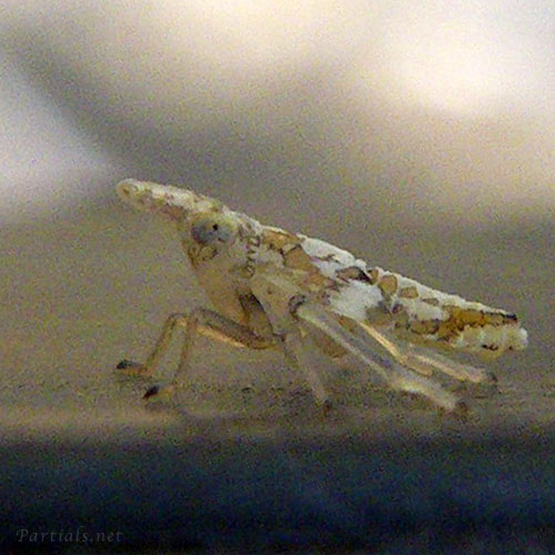 テラウチウンカ？