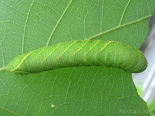 トビイロスズメ　幼虫