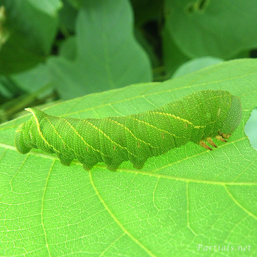 トビイロスズメ幼虫