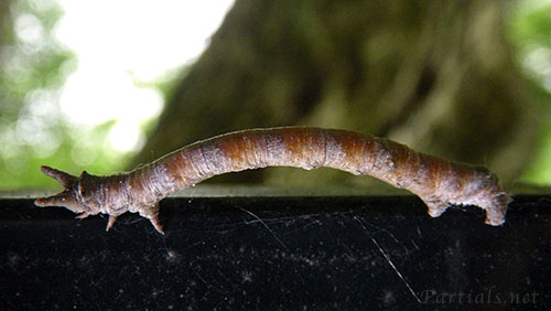 トビモンオオエダシャク幼虫