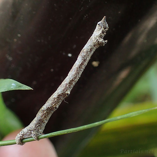 トビモンオオエダシャク幼虫