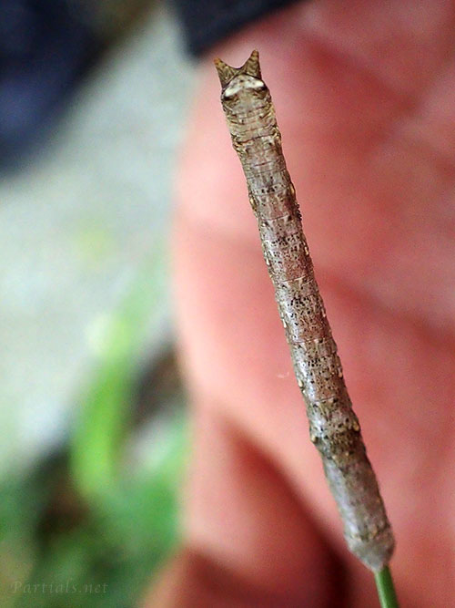 トビモンオオエダシャク幼虫