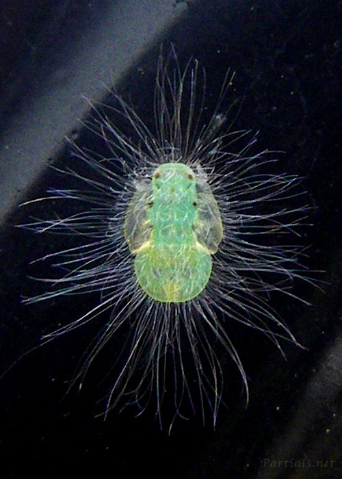 トガリキジラミの一種