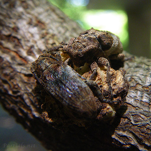 トガリシロオビサビカミキリ