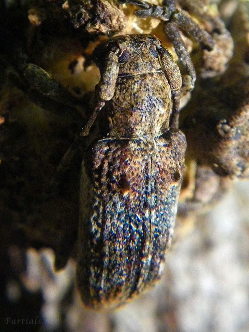 トガリシロオビサビカミキリ