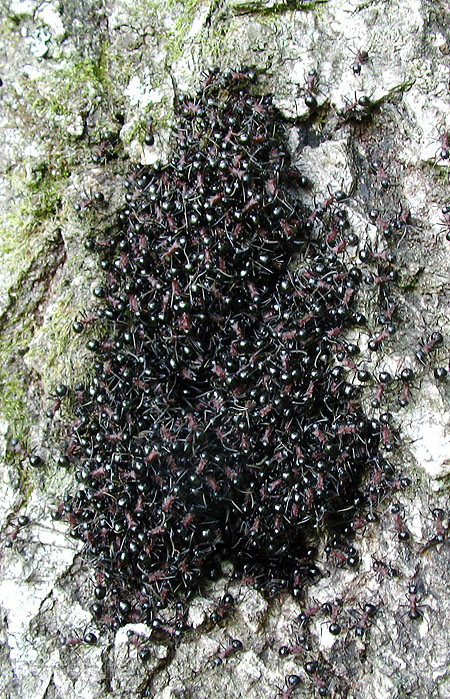 トゲアリの集団