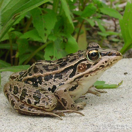 トノサマガエル