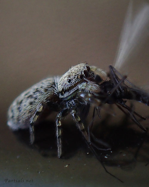 トサハエトリ ♀