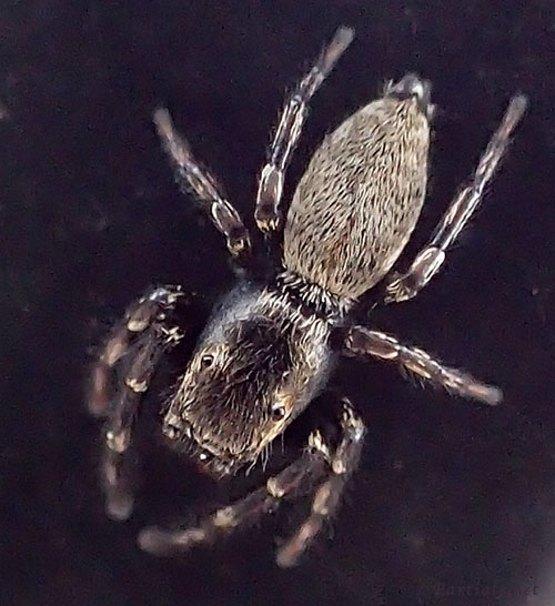 トサハエトリ オス